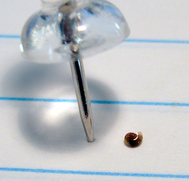 A wee snail shell